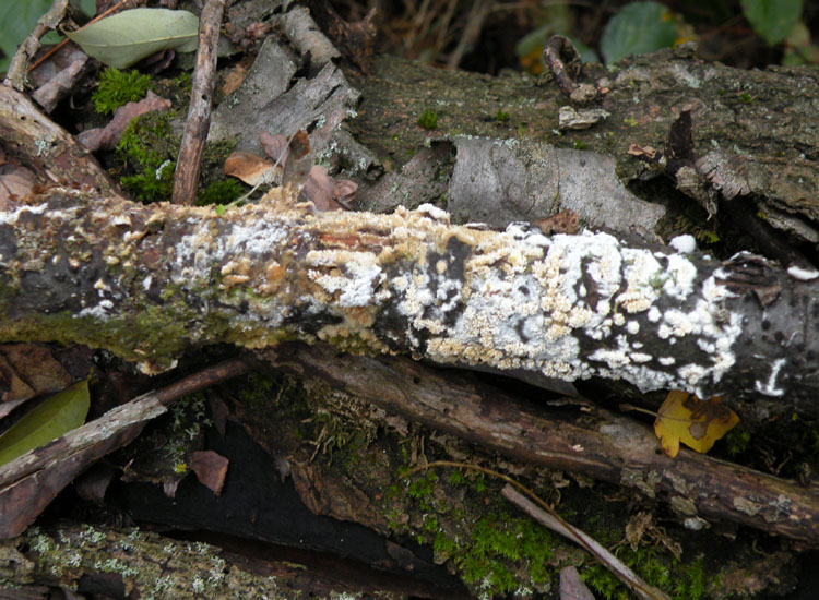 Il solito pasticcione....(Schizopora paradoxa)
